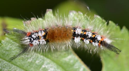 Orgyia recens
